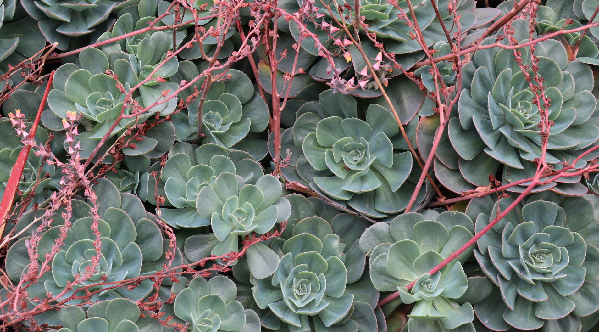 Green Succulent Plants with Red Shoots